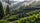 Teeplantage in Japan wo matcha produziert wird und umgeben von Wald und Nebel