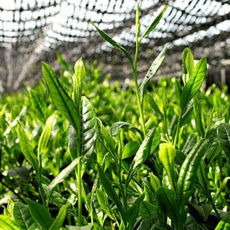 Matcha Pflanzen die beschattet werden um Chlorophyll zu produzieren
