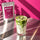 matcha für matcha latte kaufen in der schweiz für den perfekten genuss iced oder warm