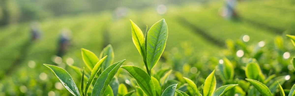 Grüne Teeblätter auf einer Teeplantage in Japan wo Herkunft und Qualität von Matcha noch geschätzt wird